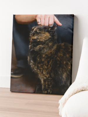 Cat Canvas Wall Art – Modern Home Decor Print